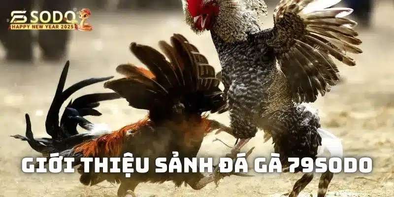 Thông tin khái quát về hệ thống trò chơi cá cược đá gà 79sodo